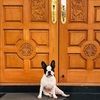 frenchieatdoor